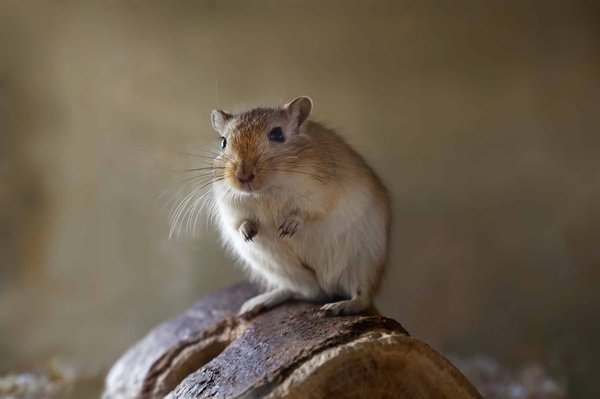 How to Identify and Treat Common Illnesses in Gerbils?