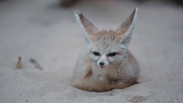 What Are the Challenges and Solutions for Keeping a Fennec Fox as a Pet?