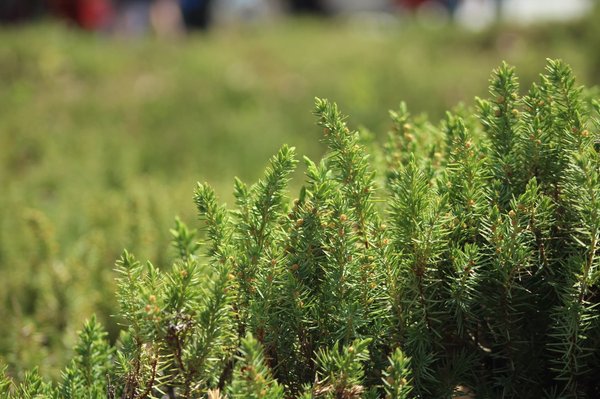 Creating a vertical garden at home