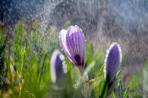 How to Implement a Rain Garden for Sustainable Water Management in Your Yard?